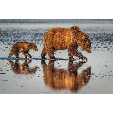 Beauty And The Beast Black Modern Wood Framed Art Print with Double Matting by C. Sink, Jeffrey