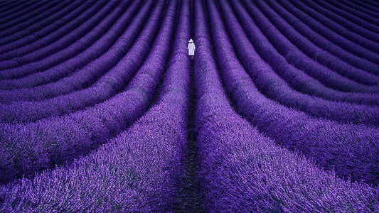 Image Only
