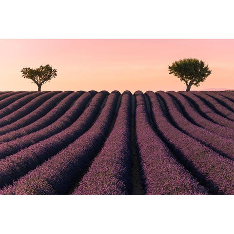 Lavender Field Black Modern Wood Framed Art Print with Double Matting by Kevin
