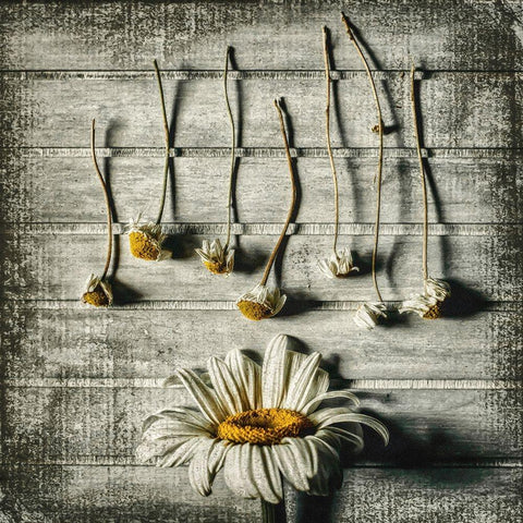 Survival White Modern Wood Framed Art Print by Petkova, Evelina