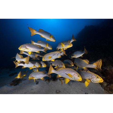 Underwater Photography-Indian Ocean Sweetlips White Modern Wood Framed Art Print by Gabriel, Barathieu