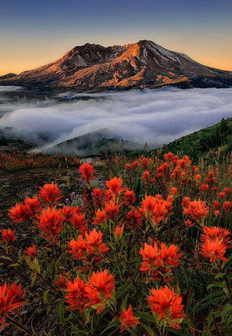 Blooming White Modern Wood Framed Art Print with Double Matting by Jacobs, Lydia