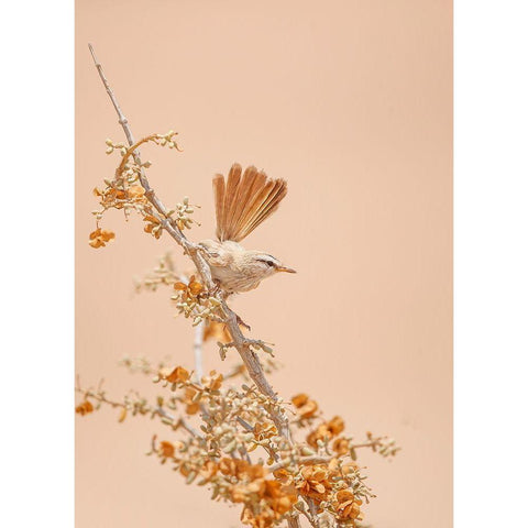 Scrub Warbler White Modern Wood Framed Art Print by Waldmann, Shlomo