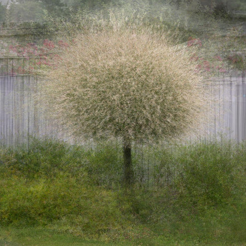 In Front Of The Fence White Modern Wood Framed Art Print by Holmstrom, Katarina