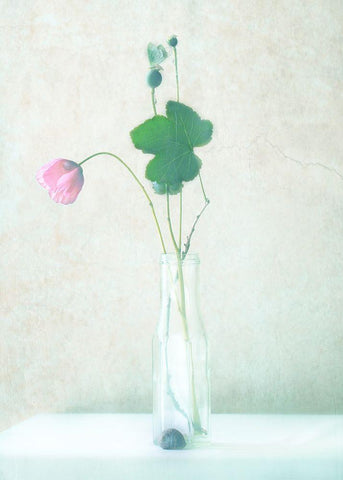 The Pink Flower Black Ornate Wood Framed Art Print with Double Matting by Devos, Delphine