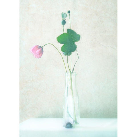 The Pink Flower Black Modern Wood Framed Art Print by Devos, Delphine