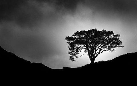 Lone Tree White Modern Wood Framed Art Print with Double Matting by Meermann, Christian