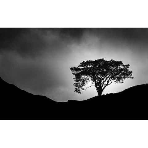 Lone Tree Black Modern Wood Framed Art Print by Meermann, Christian