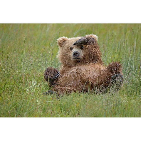 Whos There ? Black Modern Wood Framed Art Print with Double Matting by Doyle, Renee