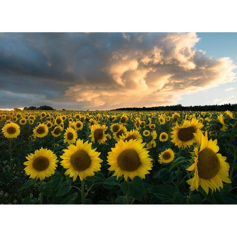 Sunflowers In Sweden. Gold Ornate Wood Framed Art Print with Double Matting by Lindsten, Christian