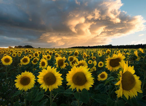 Sunflowers In Sweden. Black Ornate Wood Framed Art Print with Double Matting by Lindsten, Christian