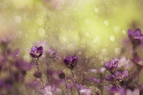 Purple Dream White Modern Wood Framed Art Print with Double Matting by Devos, Delphine