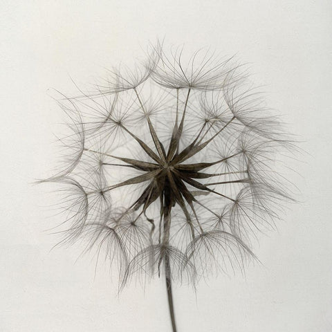 Tragopogon Black Modern Wood Framed Art Print with Double Matting by Gronkjar, Lotte