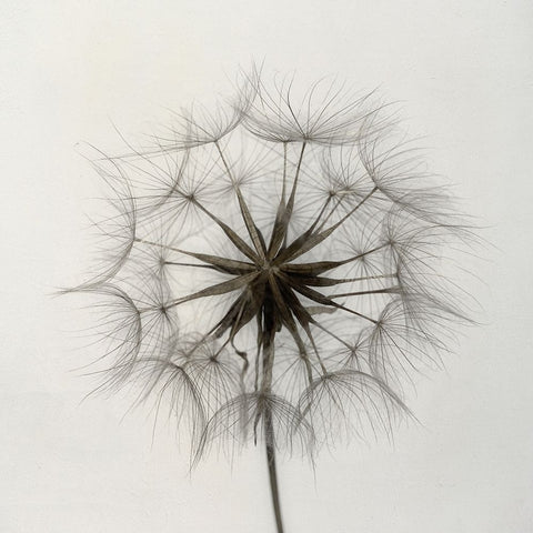 Tragopogon White Modern Wood Framed Art Print with Double Matting by Gronkjar, Lotte
