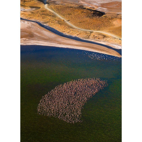 Flamingos On The Lake Black Modern Wood Framed Art Print with Double Matting by Fan, John