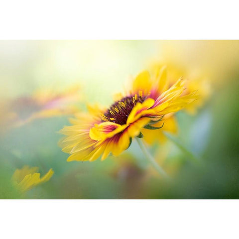 Gaillardia Gold Ornate Wood Framed Art Print with Double Matting by Parker, Jacky