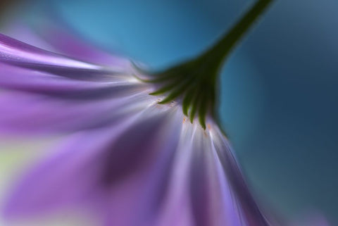 Bright Marguerites Black Ornate Wood Framed Art Print with Double Matting by Westum, Heidi