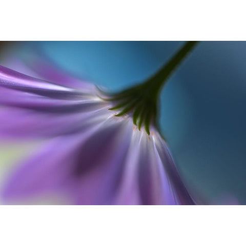 Bright Marguerites White Modern Wood Framed Art Print by Westum, Heidi