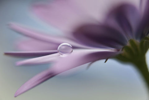 The Peaceful Drop Black Ornate Wood Framed Art Print with Double Matting by Westum, Heidi