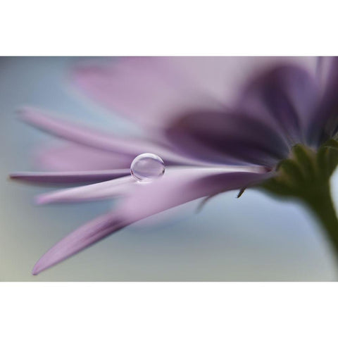 The Peaceful Drop Gold Ornate Wood Framed Art Print with Double Matting by Westum, Heidi