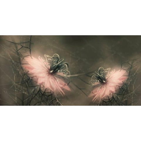 The Virgins Black Modern Wood Framed Art Print by Westum, Heidi