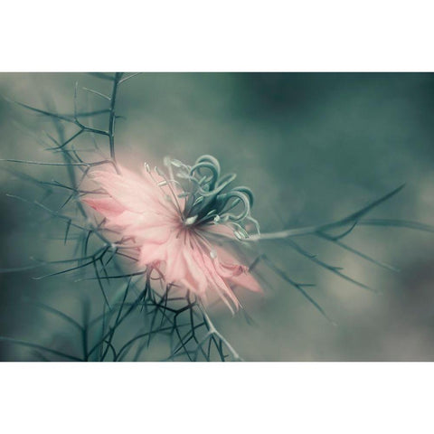 The Virgin White Modern Wood Framed Art Print by Westum, Heidi