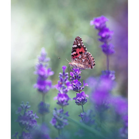 Lavender Queen... Gold Ornate Wood Framed Art Print with Double Matting by Nan, Juliana