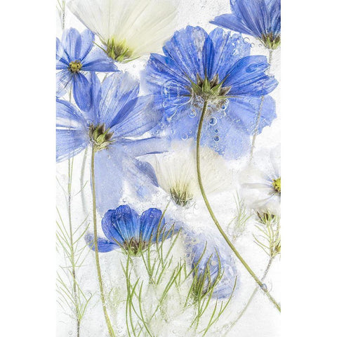 Cosmos Blue White Modern Wood Framed Art Print by Disher, Mandy