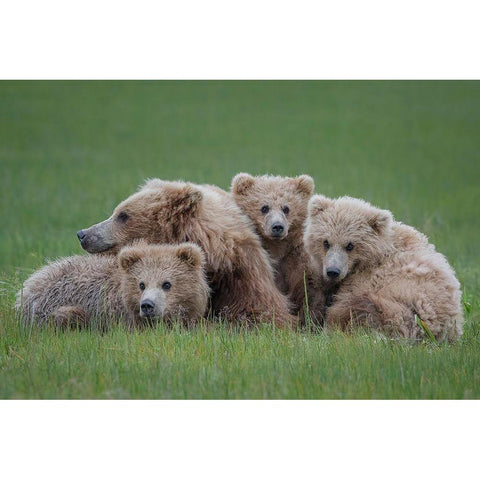 Bear Huddle Black Modern Wood Framed Art Print with Double Matting by Doyle, Renee