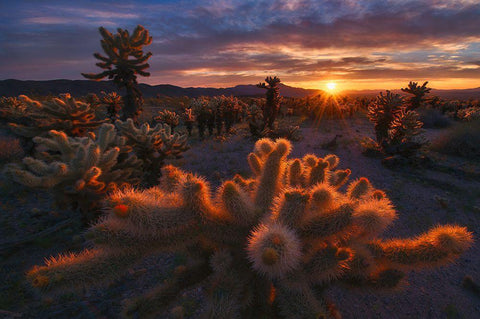 Cholla Garden Black Ornate Wood Framed Art Print with Double Matting by Cia, Inigo