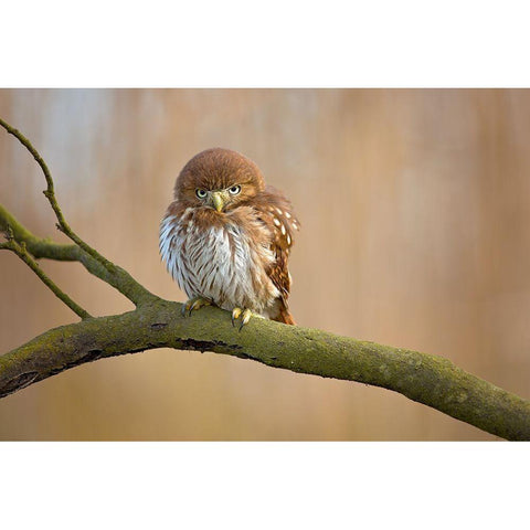 Ferruginous Pygmy Owl Gold Ornate Wood Framed Art Print with Double Matting by Zygmunt, Milan