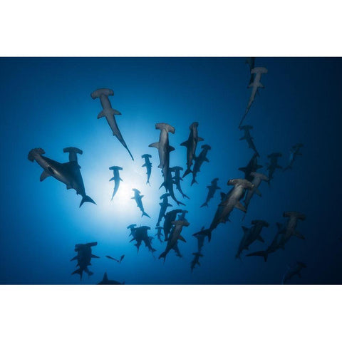 Hammerhead Shark - Underwater Photography Black Modern Wood Framed Art Print with Double Matting by Gabriel, Barathieu