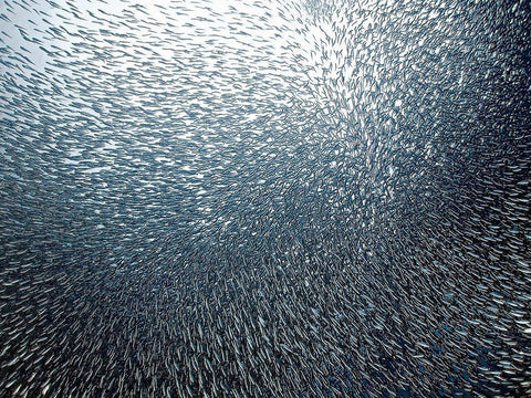 Sardines Firework White Modern Wood Framed Art Print with Double Matting by Jager, Henry