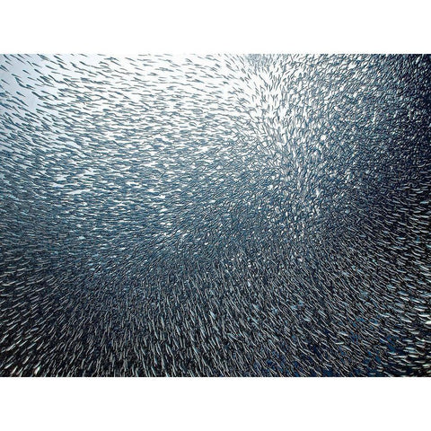 Sardines Firework Black Modern Wood Framed Art Print by Jager, Henry