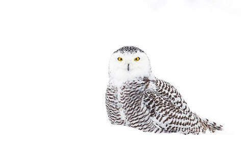 Snowy Owl In Winter Snow White Modern Wood Framed Art Print with Double Matting by Cumming, Jim