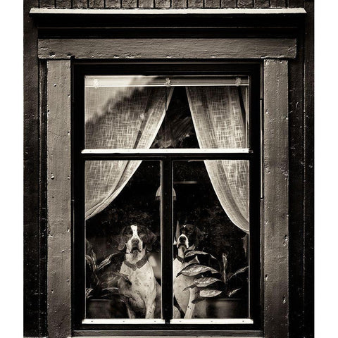 Dogs Black Modern Wood Framed Art Print with Double Matting by Oncete, Julien