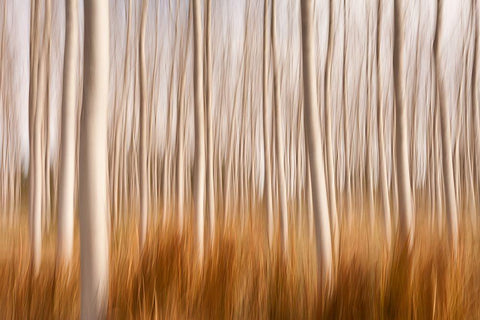 Spring Impressions In A Poplar Fields White Modern Wood Framed Art Print with Double Matting by Frutos, David