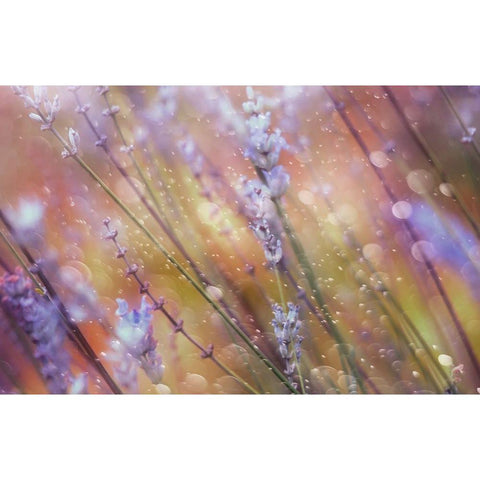 Something Magical White Modern Wood Framed Art Print by Devos, Delphine