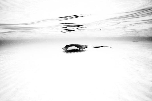 Image Only