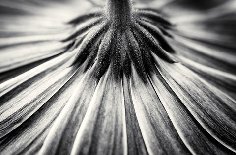 Feeling Down Black Ornate Wood Framed Art Print with Double Matting by Van Der, Corinna