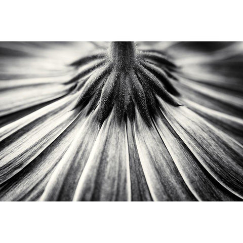 Feeling Down Black Modern Wood Framed Art Print with Double Matting by Van Der, Corinna