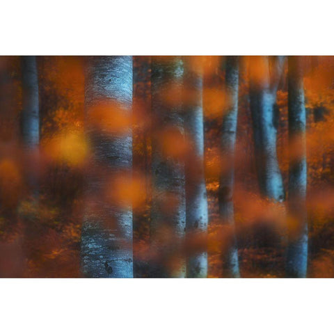 Hidden Forest Black Modern Wood Framed Art Print by Zsolt Andras, Szabo