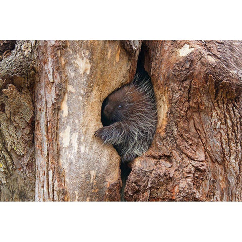 Baby Porcupine In Tree Gold Ornate Wood Framed Art Print with Double Matting by Cumming, Jim