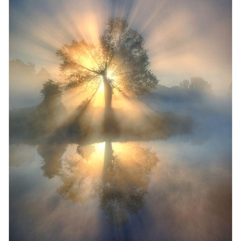 Tree Of Light Black Modern Wood Framed Art Print with Double Matting by Keller