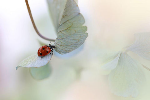 Ladybird On Blue-Green Hydrangea White Modern Wood Framed Art Print with Double Matting by Van Deelen, Ellen