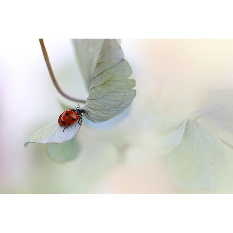 Ladybird On Blue-Green Hydrangea Gold Ornate Wood Framed Art Print with Double Matting by Van Deelen, Ellen