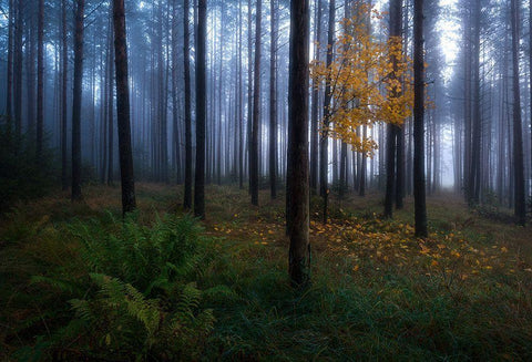 The Dark Light Black Ornate Wood Framed Art Print with Double Matting by Lindsten, Christian