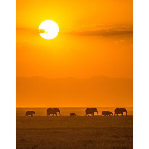 Elephants At Sunset Black Modern Wood Framed Art Print with Double Matting by Taylor, Ted