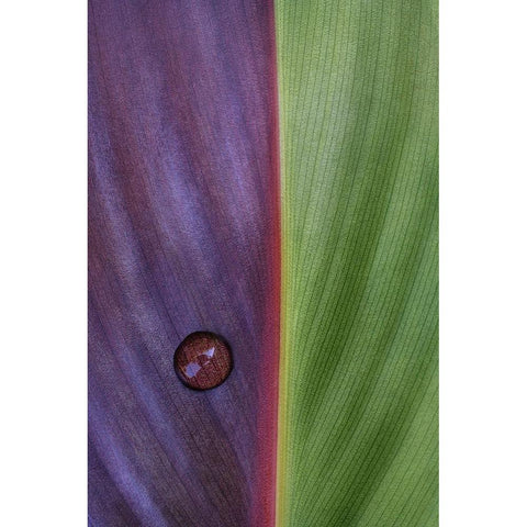 Canna White Modern Wood Framed Art Print by Clough, Stephen