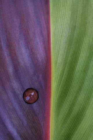 Canna White Modern Wood Framed Art Print with Double Matting by Clough, Stephen